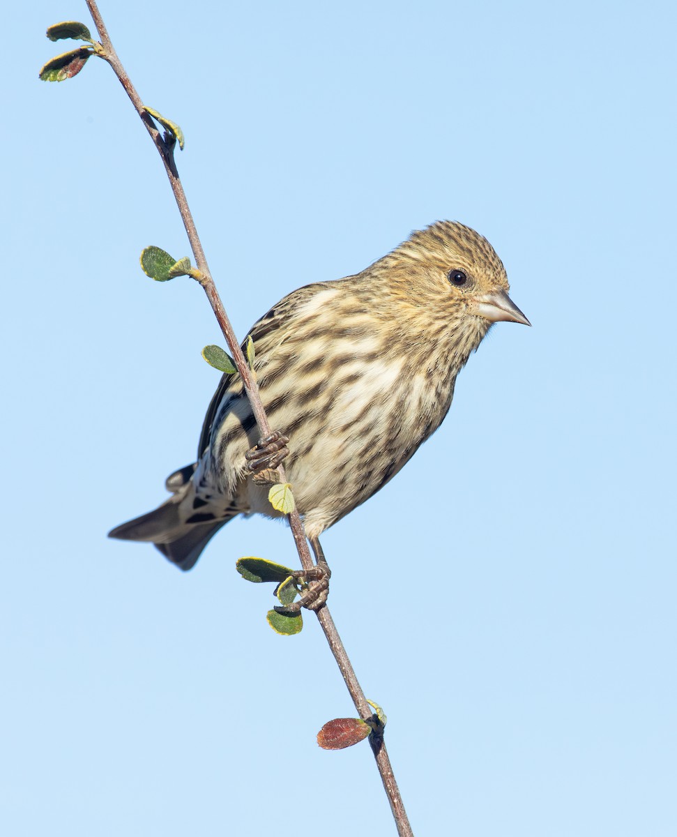 Pine Siskin - ML613129816