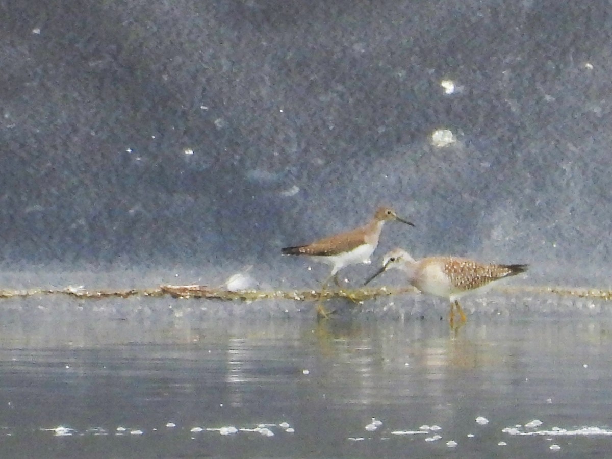 Solitary Sandpiper - Michael Schramm