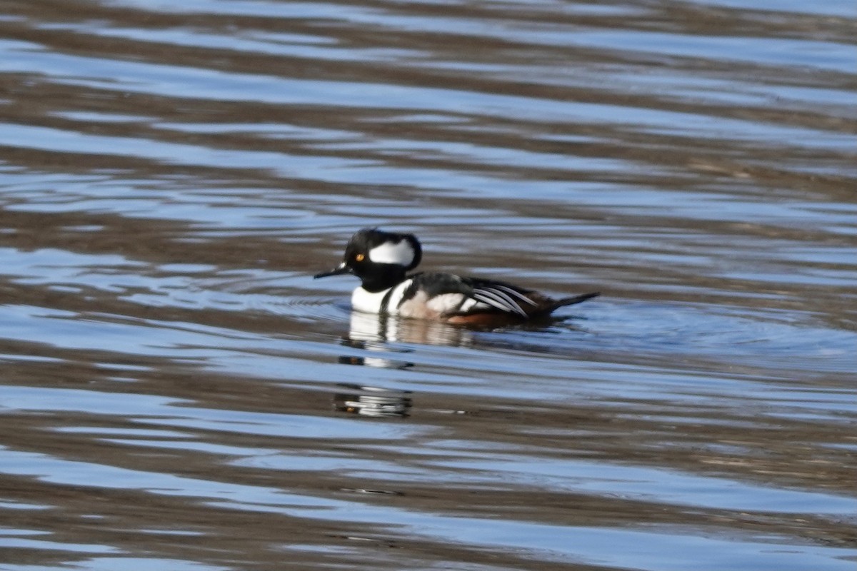 Hooded Merganser - ML613129925