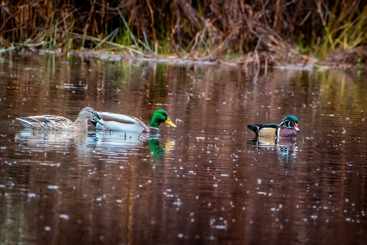 Wood Duck - ML613129939