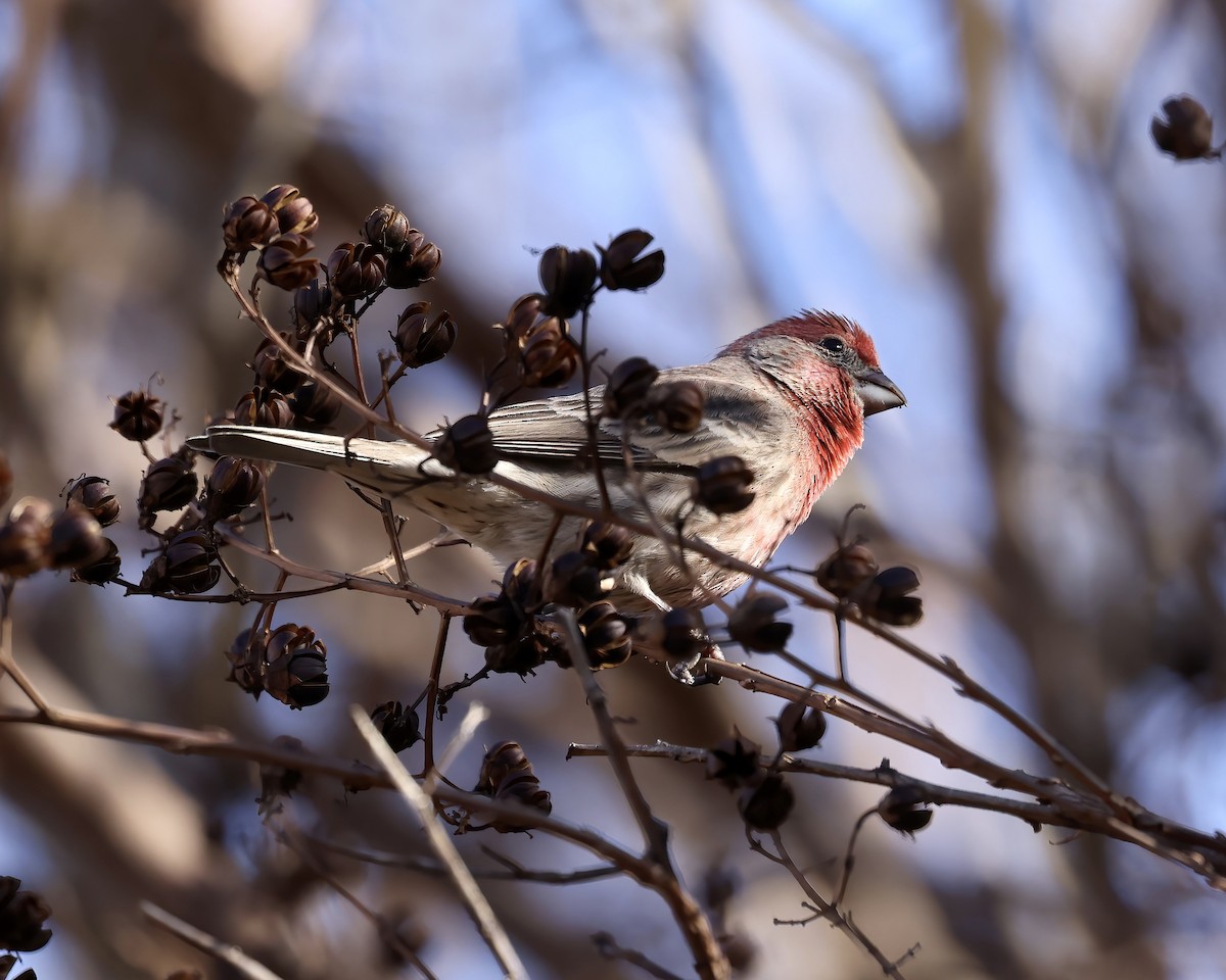 House Finch - ML613130010