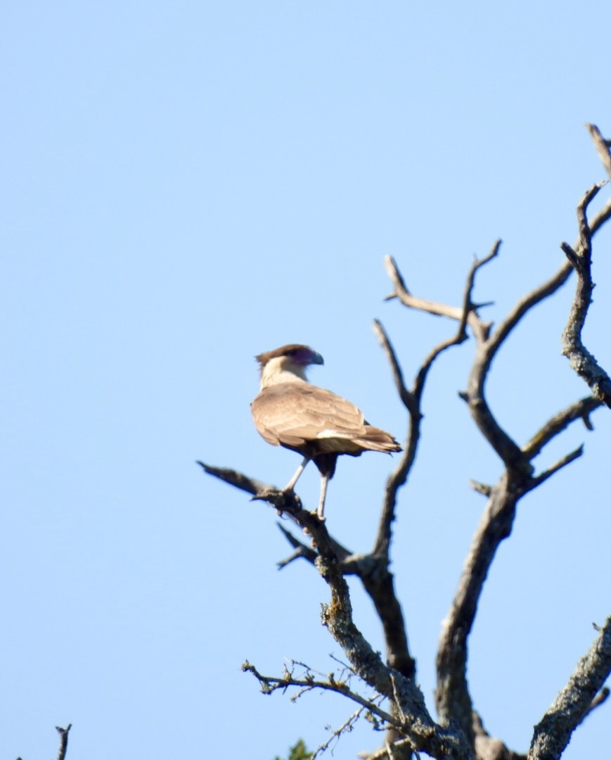 Crested Caracara - Christopher Daniels