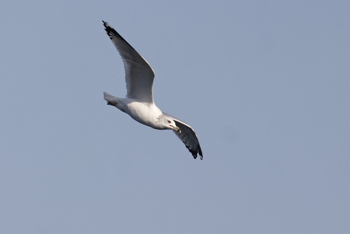 Ring-billed Gull - Carol Weston