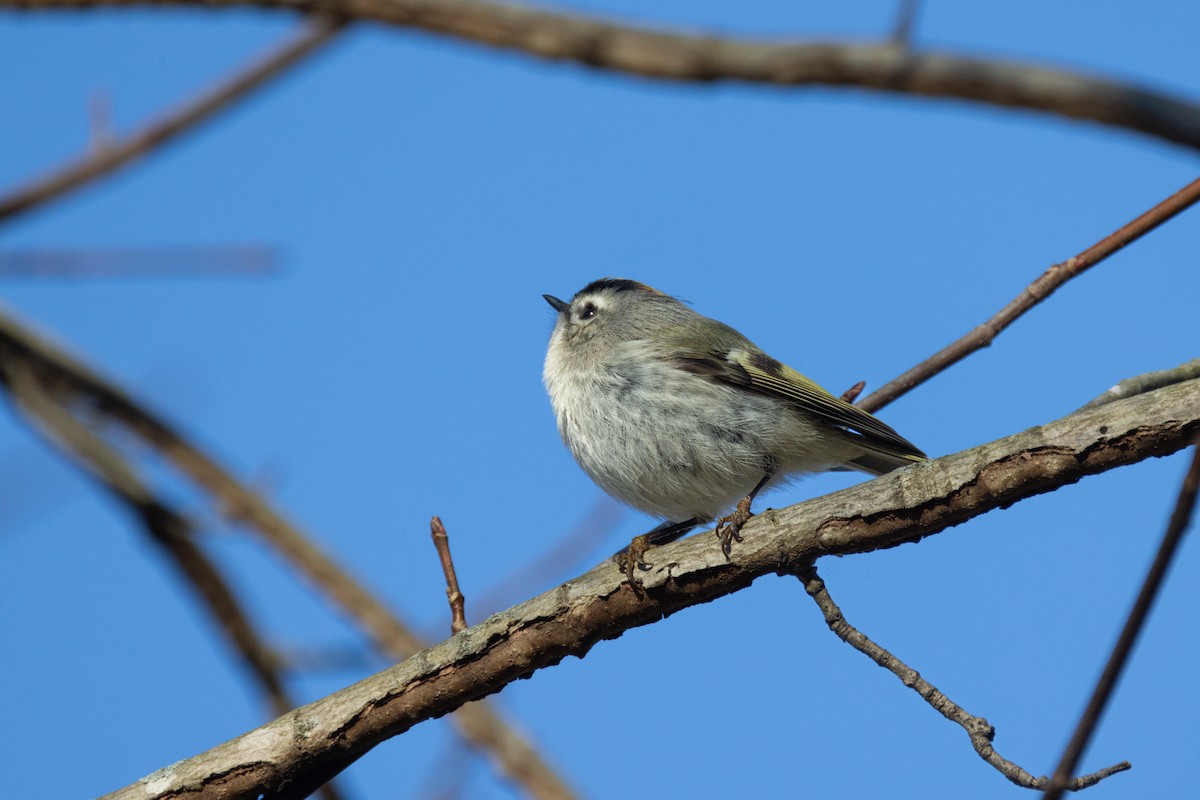 Golden-crowned Kinglet - ML613130136