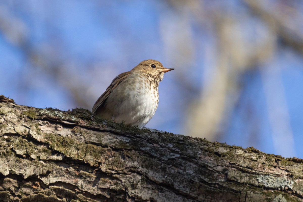 Hermit Thrush - ML613130141