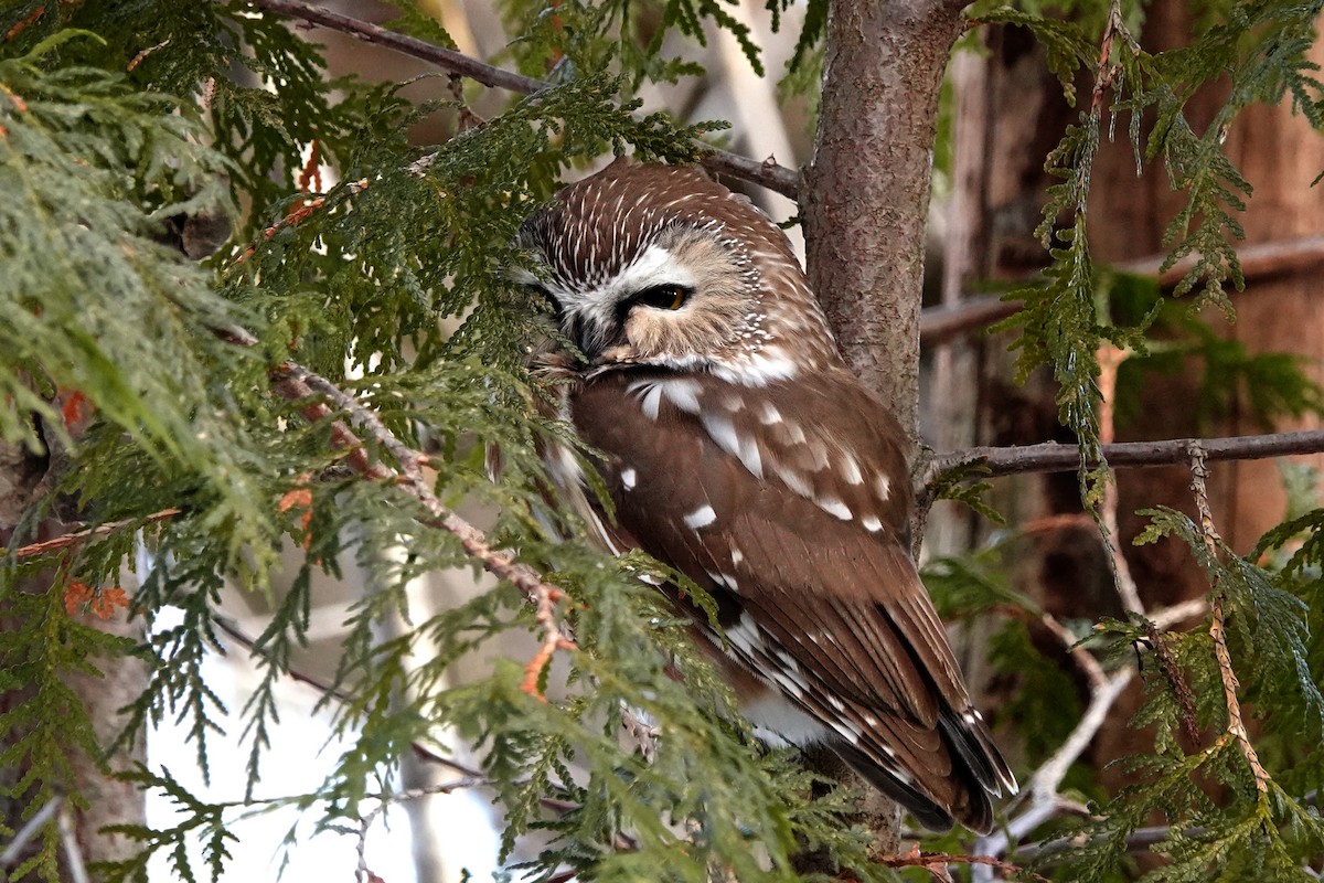 Northern Saw-whet Owl - ML613130178