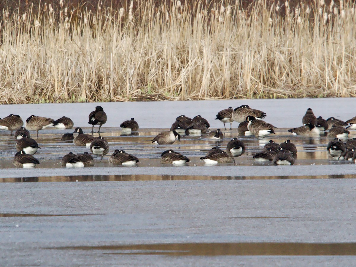 Canada Goose - ML613130181