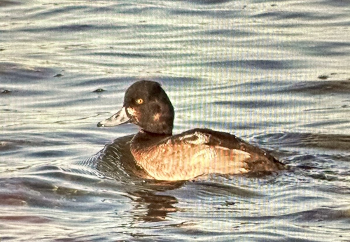 Lesser Scaup - ML613130187