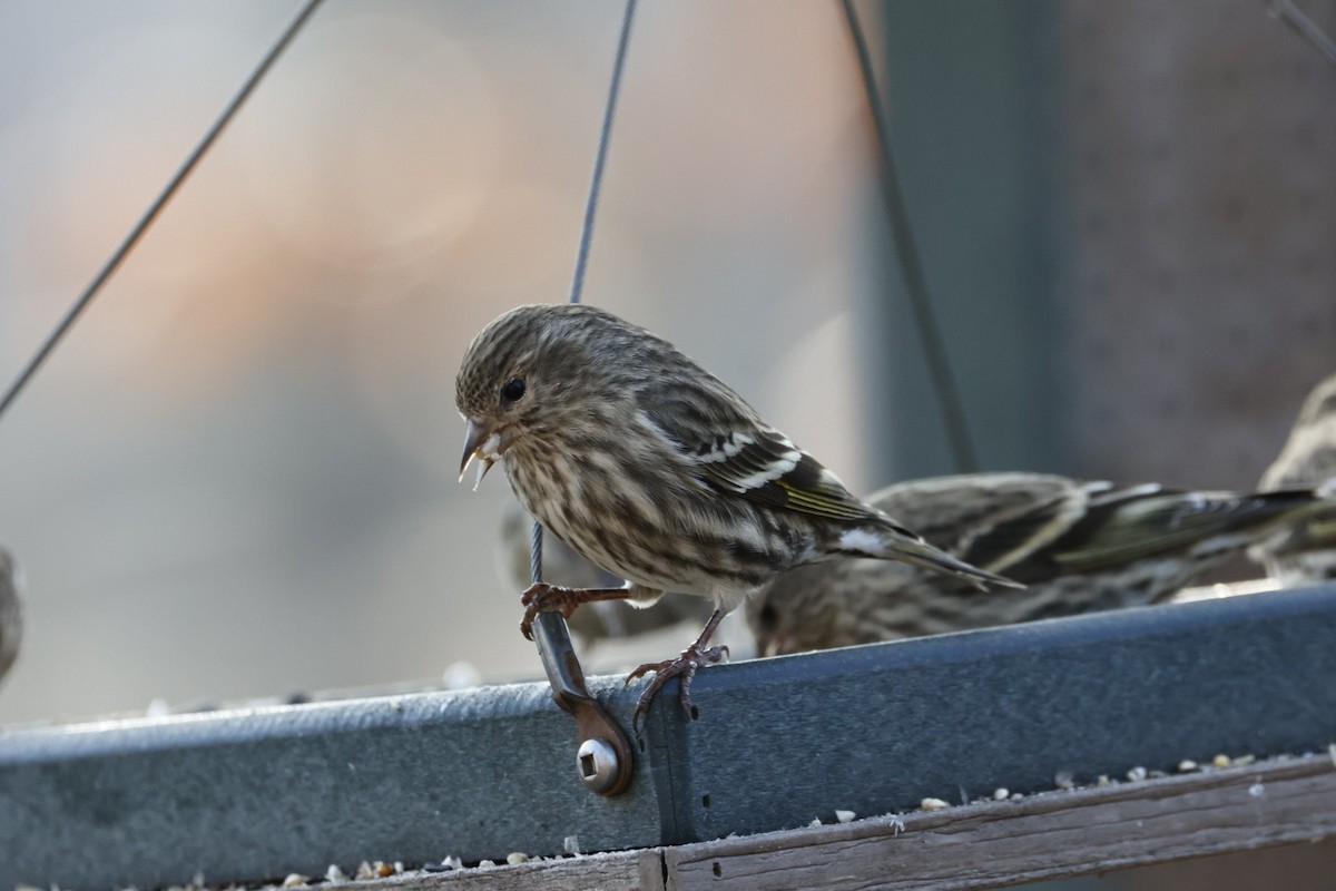 Pine Siskin - ML613130188