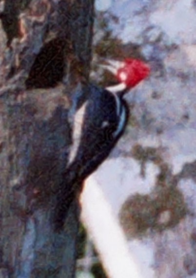 Crimson-crested Woodpecker - ML613130197