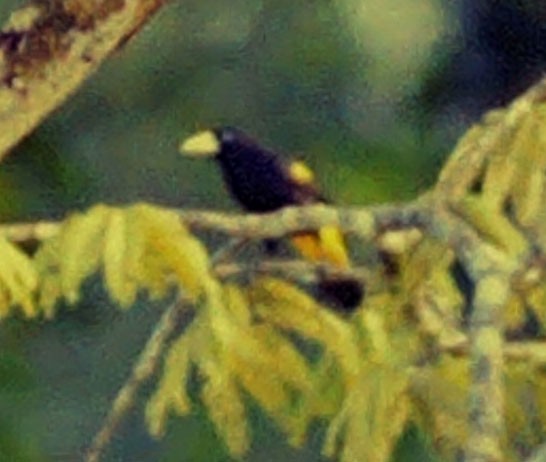 Yellow-rumped Cacique (Amazonian) - ML613130202