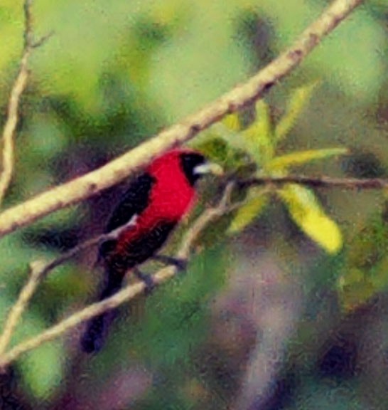 Masked Crimson Tanager - ML613130211