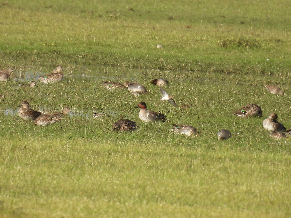 Green-winged Teal - ML613130217