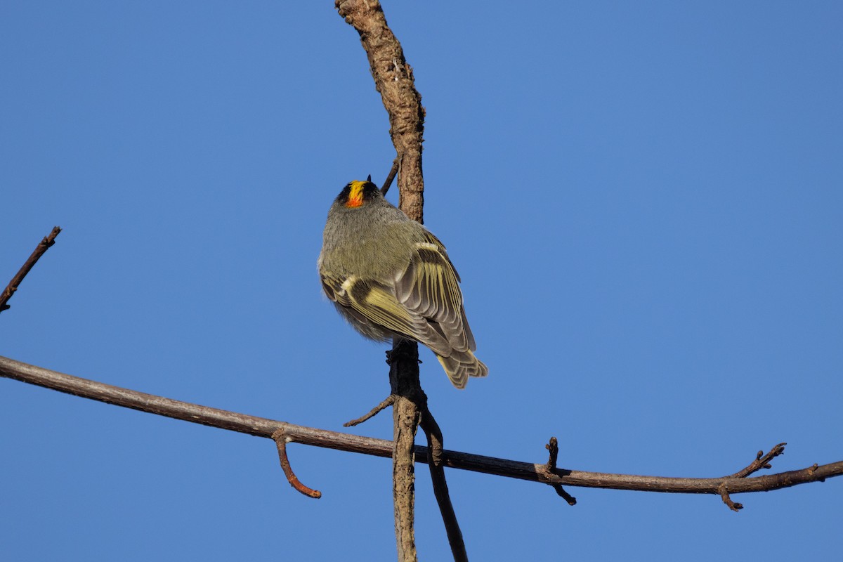 Golden-crowned Kinglet - ML613130224
