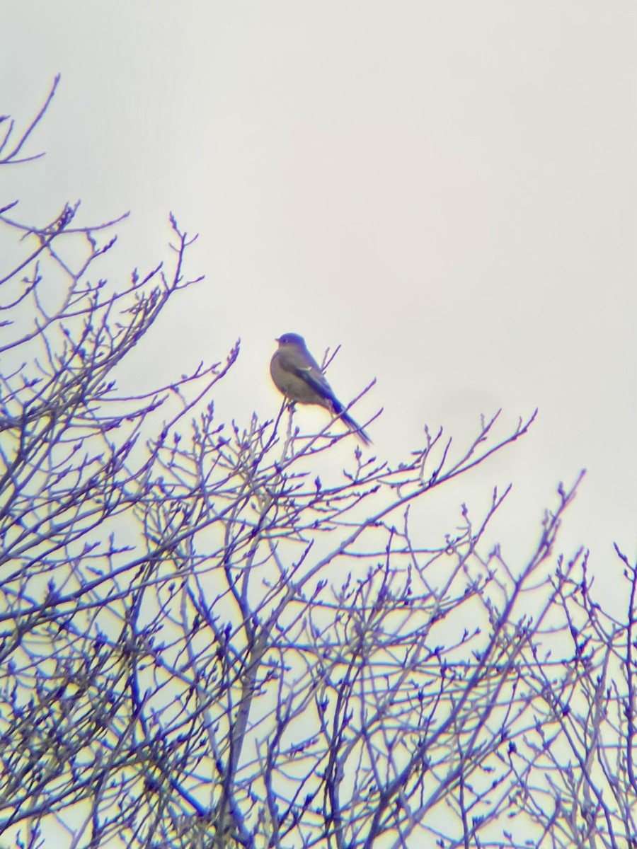 Townsend's Solitaire - ML613130237