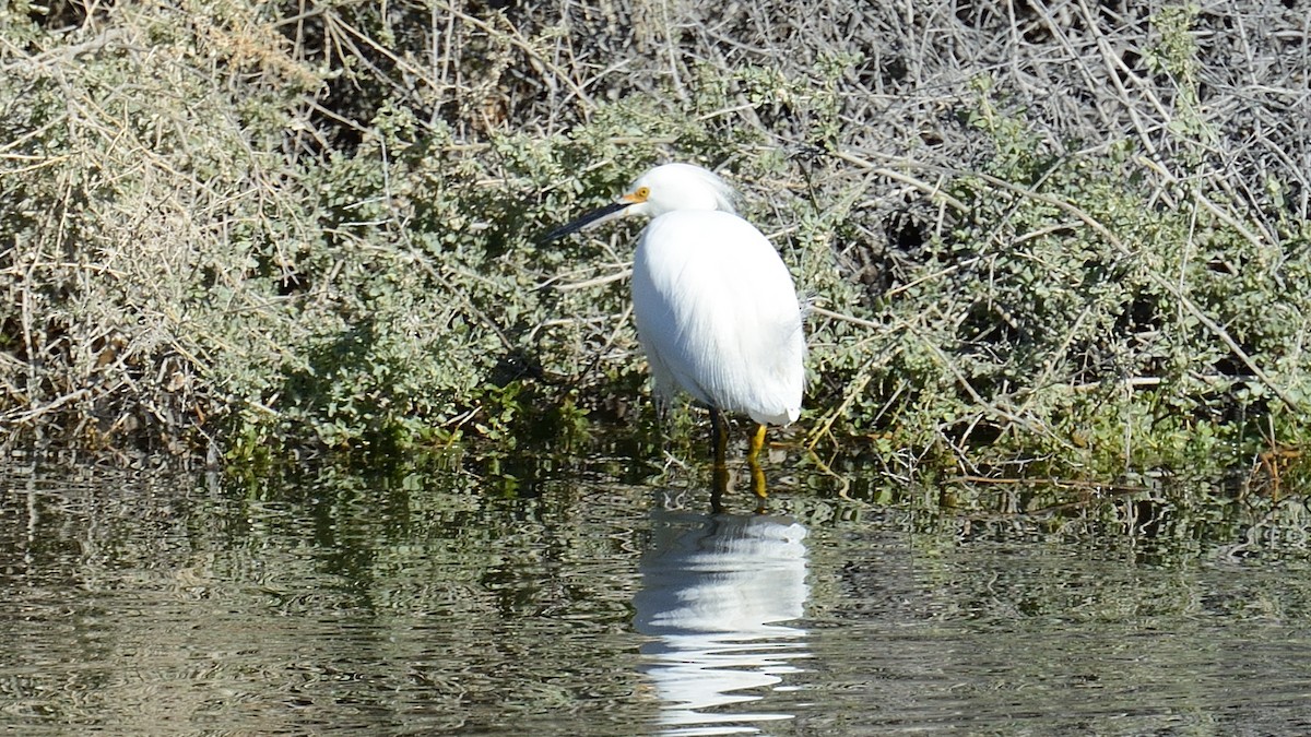 Snowy Egret - ML613130250