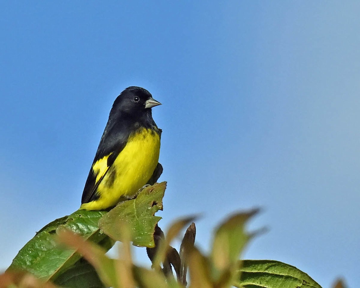 Yellow-bellied Siskin - ML613130332