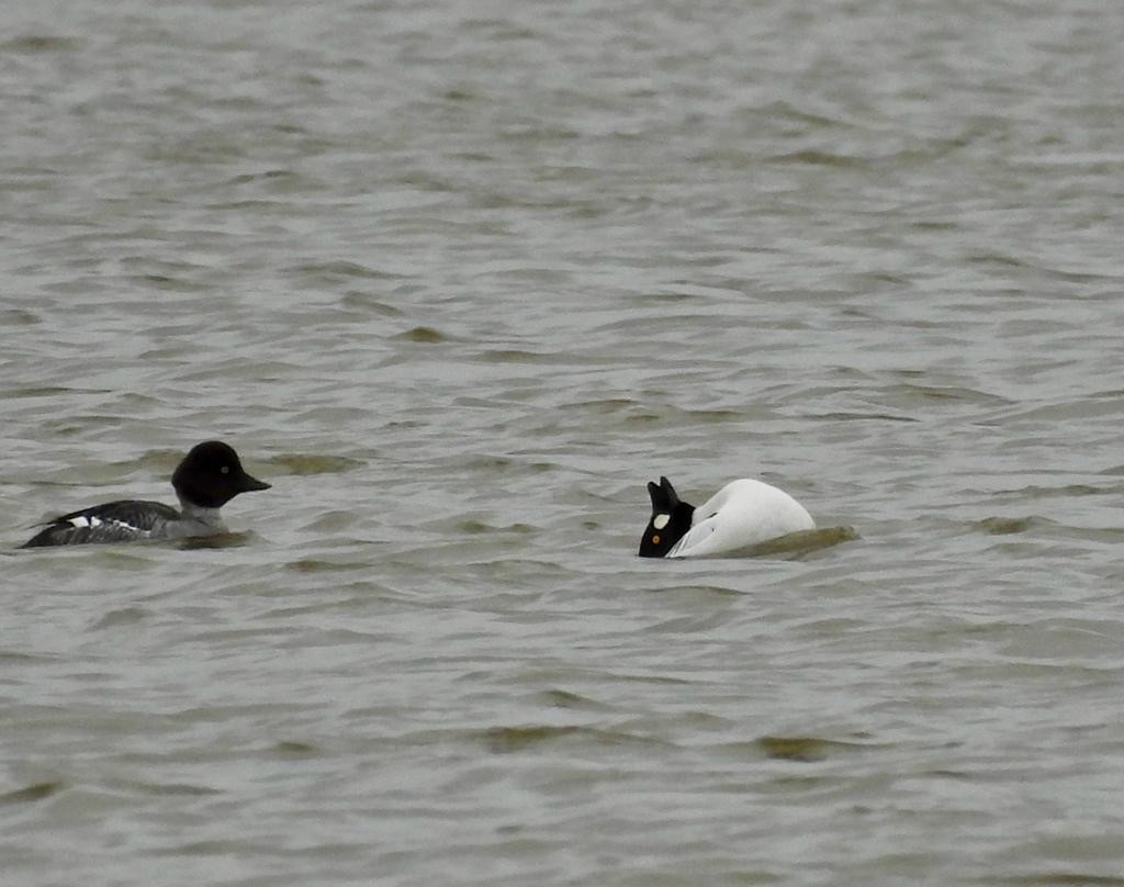 Common Goldeneye - ML613130372