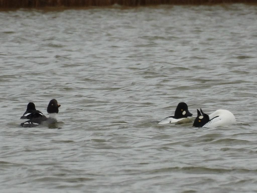 Common Goldeneye - ML613130373