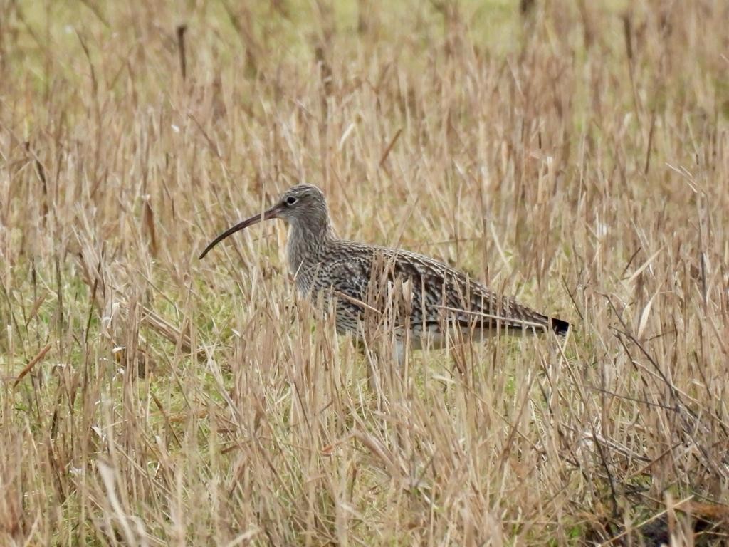 Eurasian Curlew - ML613130390