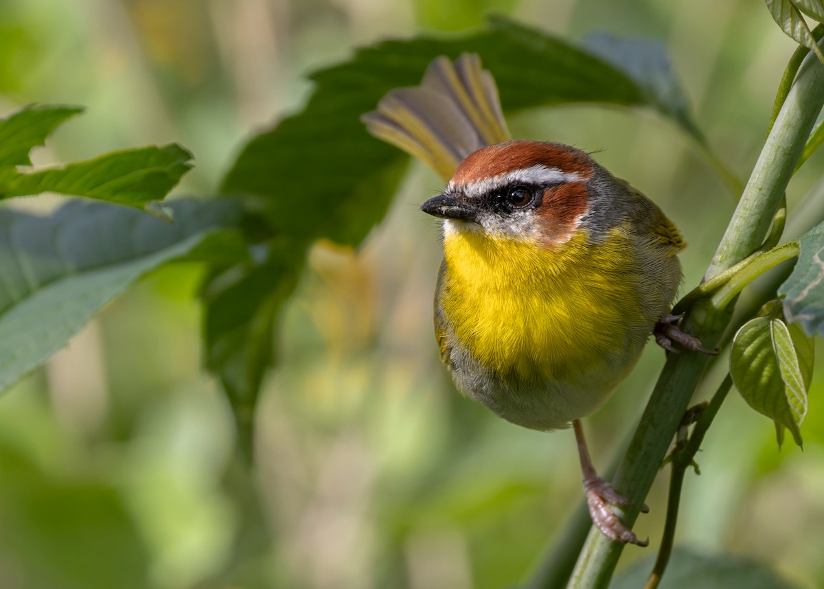 Rufous-capped Warbler (rufifrons Group) - ML613130393
