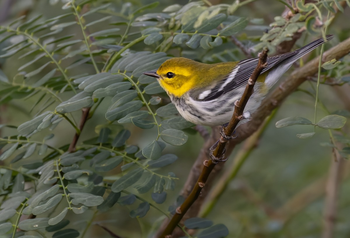 Black-throated Green Warbler - ML613130397