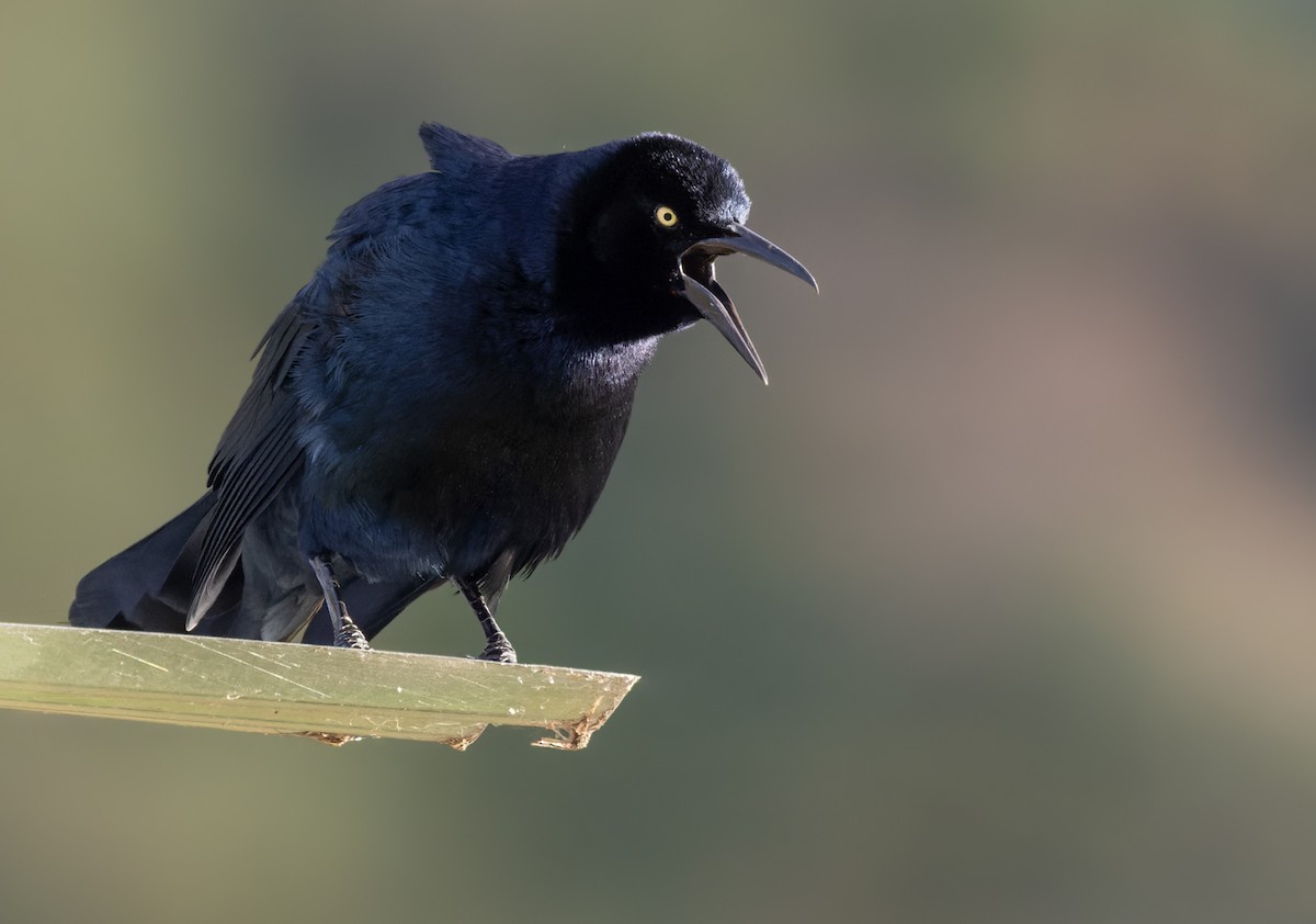 Great-tailed Grackle (Great-tailed) - ML613130408