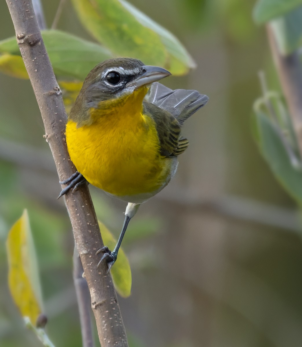 Yellow-breasted Chat - ML613130420