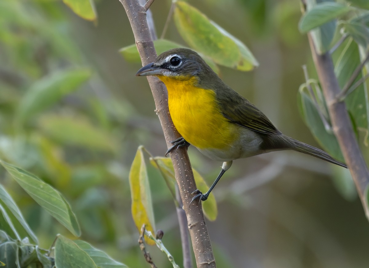 Yellow-breasted Chat - ML613130422