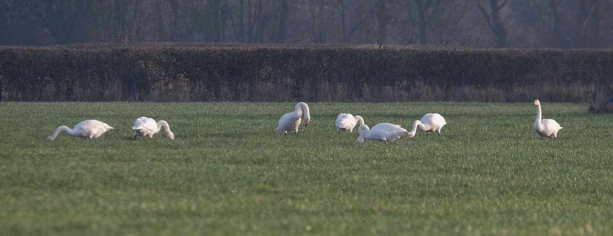 Whooper Swan - Neil Loverock