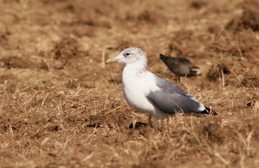 Common Gull (Kamchatka) - Jared Clarke