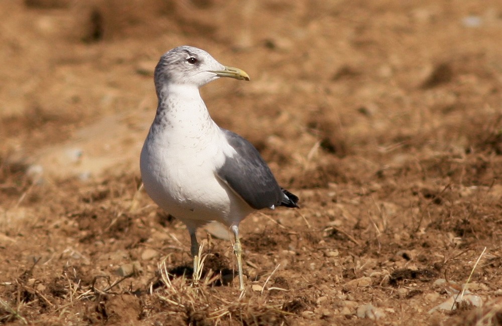 Common Gull (Kamchatka) - ML613130459