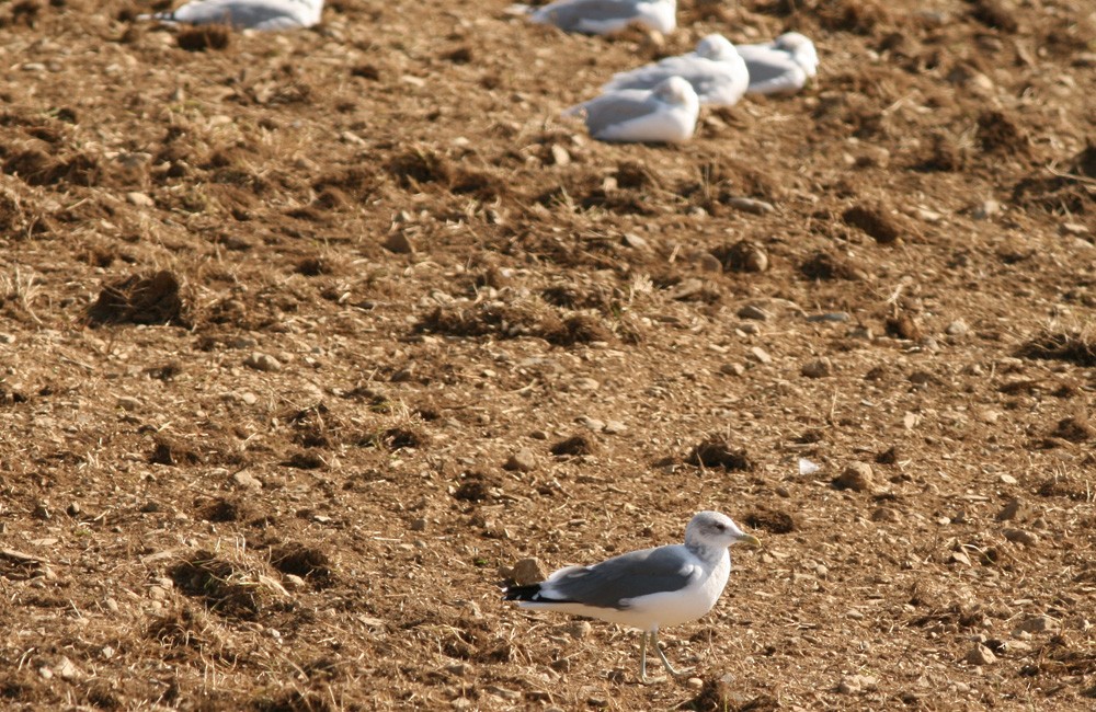 Common Gull (Kamchatka) - ML613130460