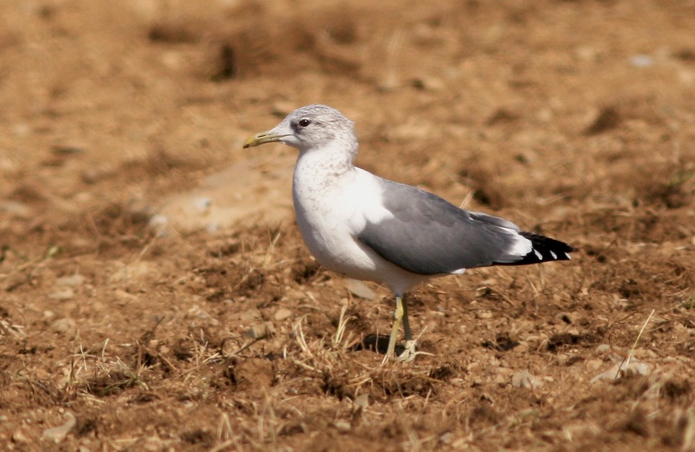 Common Gull (Kamchatka) - ML613130461