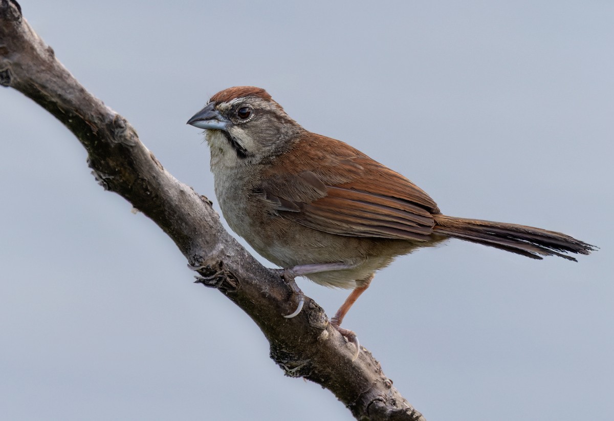 Rusty Sparrow - ML613130465