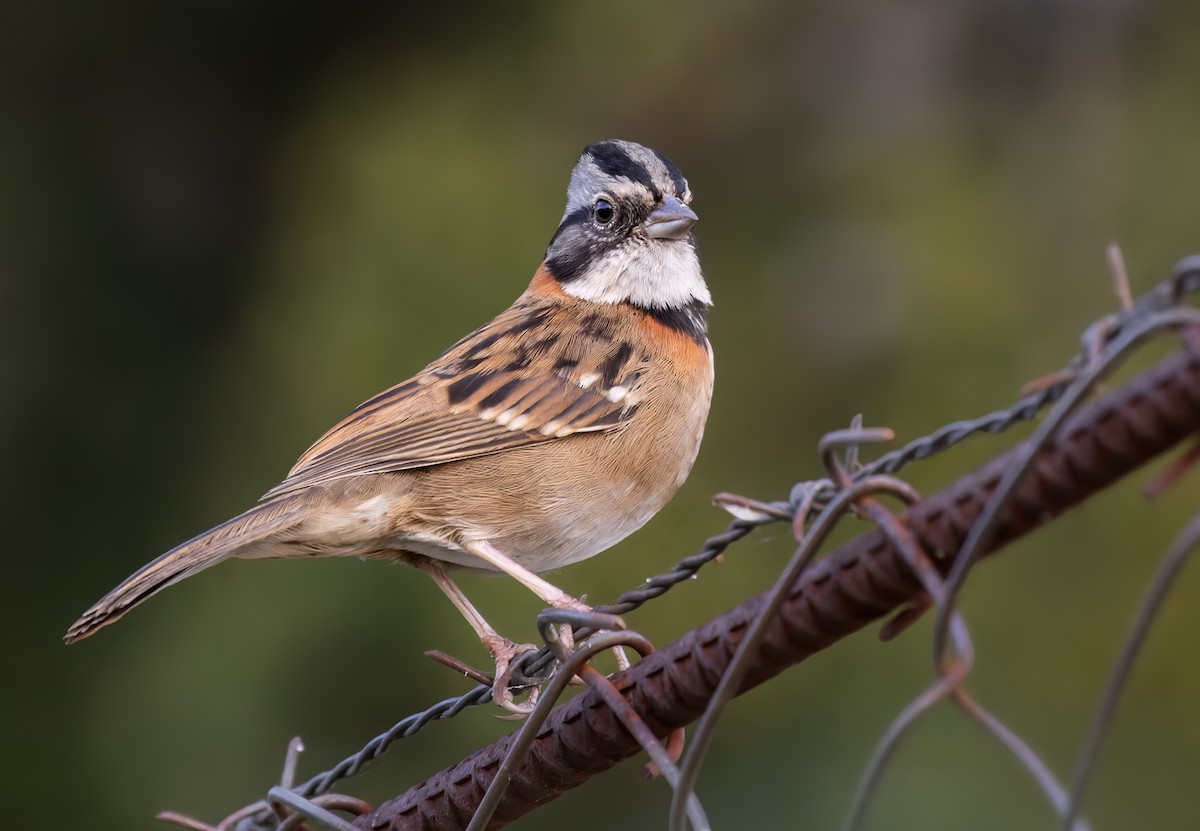 Rufous-collared Sparrow - ML613130467