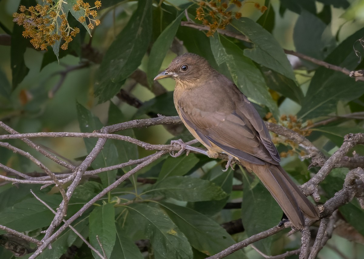 Clay-colored Thrush - ML613130469