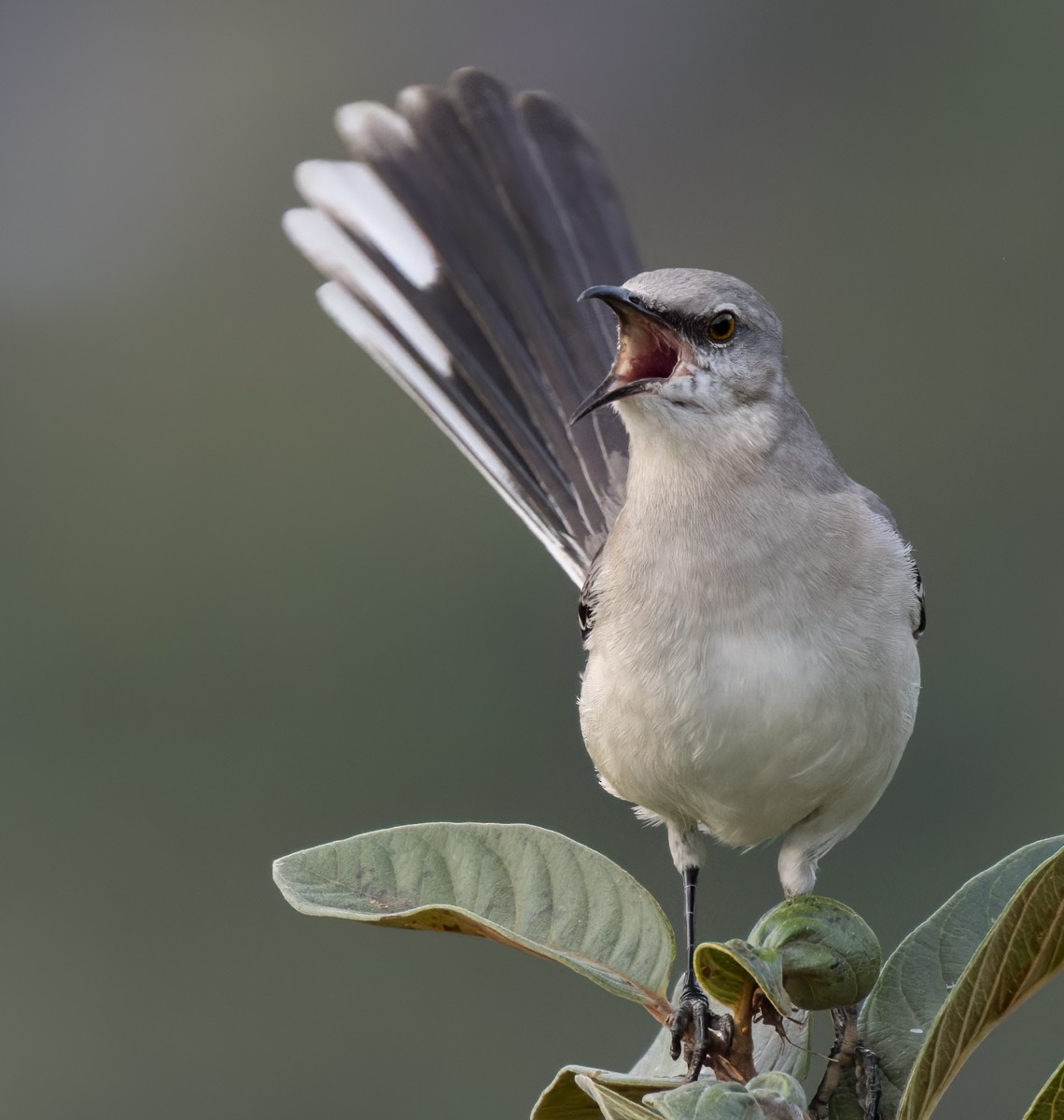 Tropical Mockingbird - Lars Petersson | My World of Bird Photography