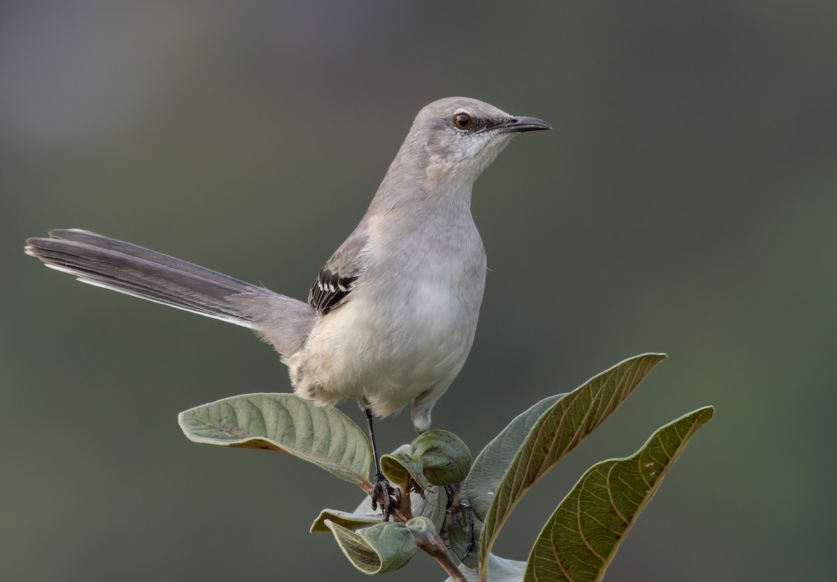 Tropical Mockingbird - Lars Petersson | My World of Bird Photography