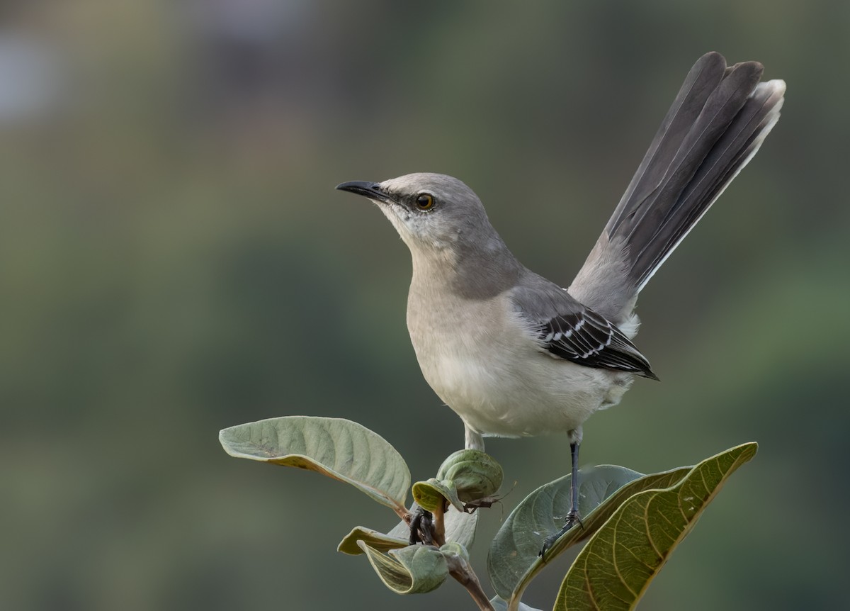 Tropical Mockingbird - ML613130472