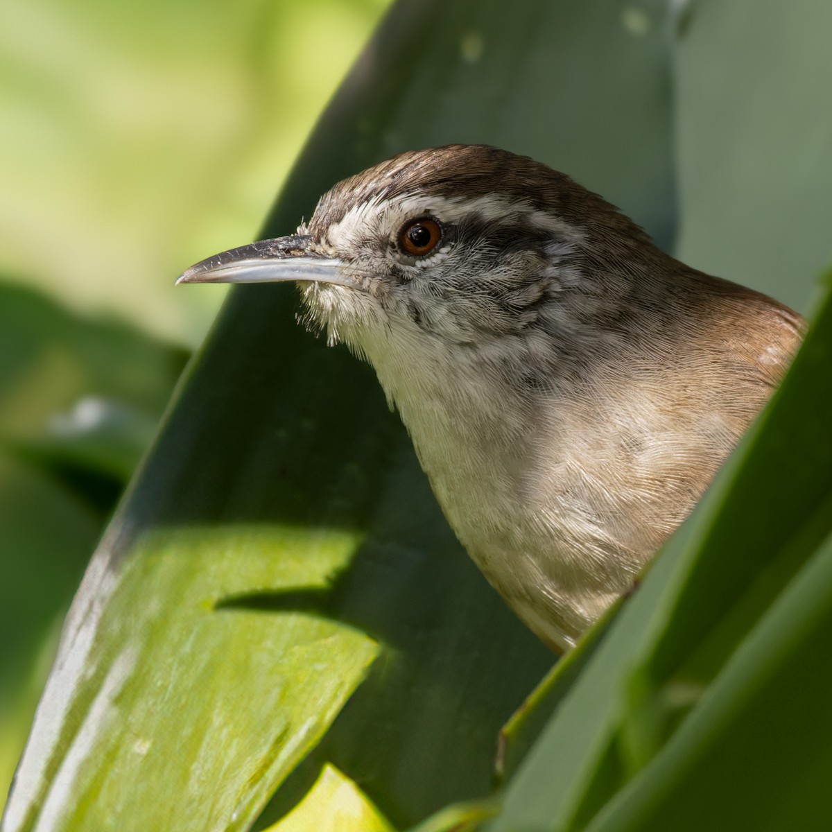 Cabanis's Wren - ML613130476