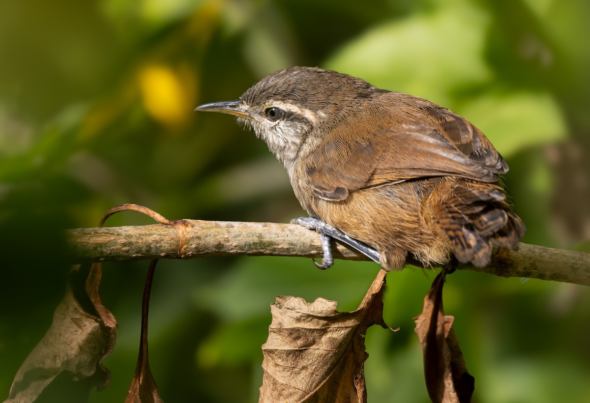 Cabanis's Wren - Lars Petersson | My World of Bird Photography