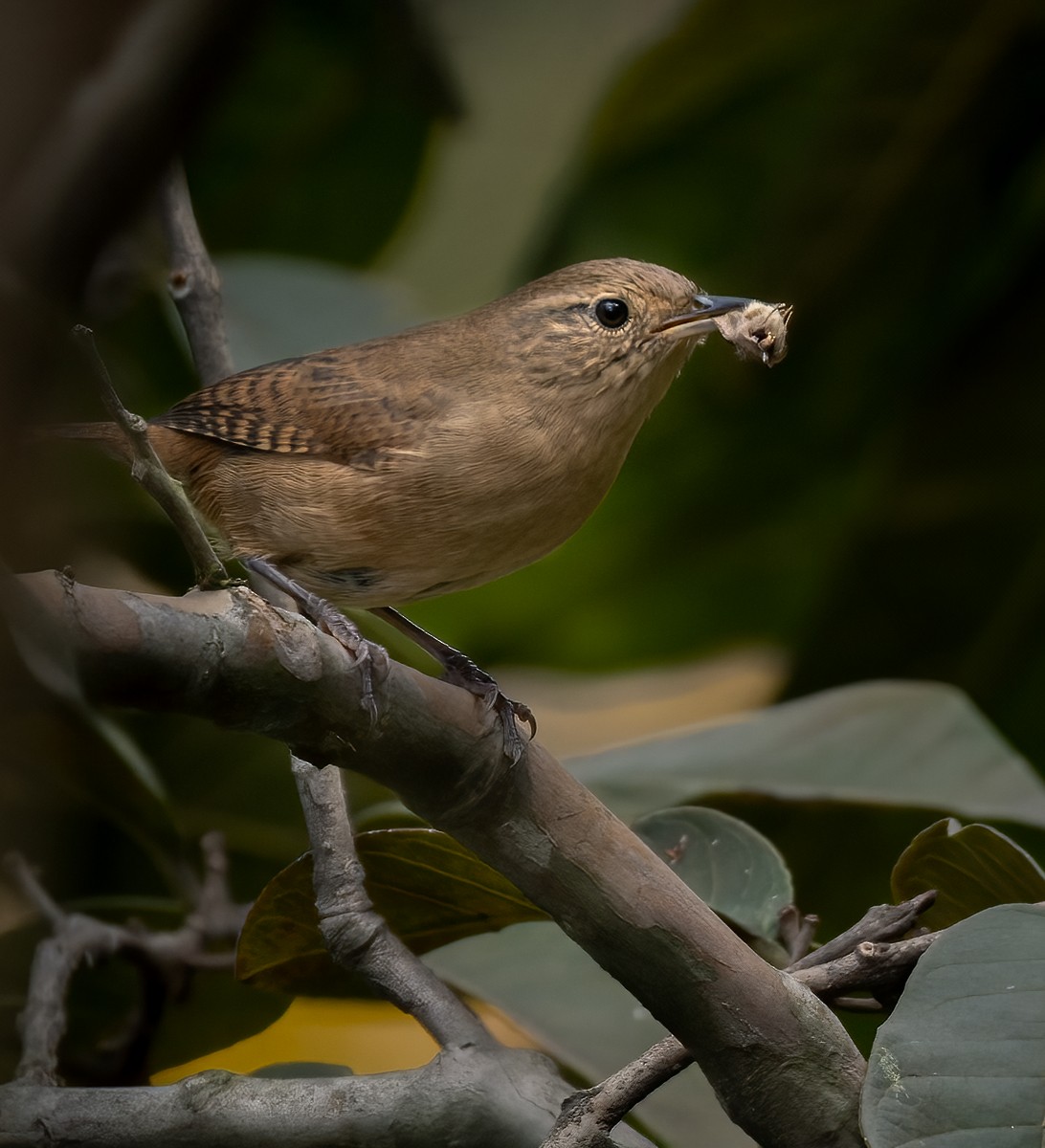 House Wren (Southern) - ML613130479