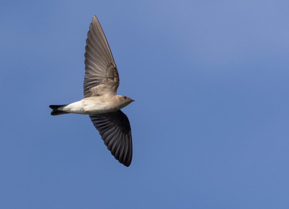 Northern Rough-winged Swallow - Lars Petersson | My World of Bird Photography