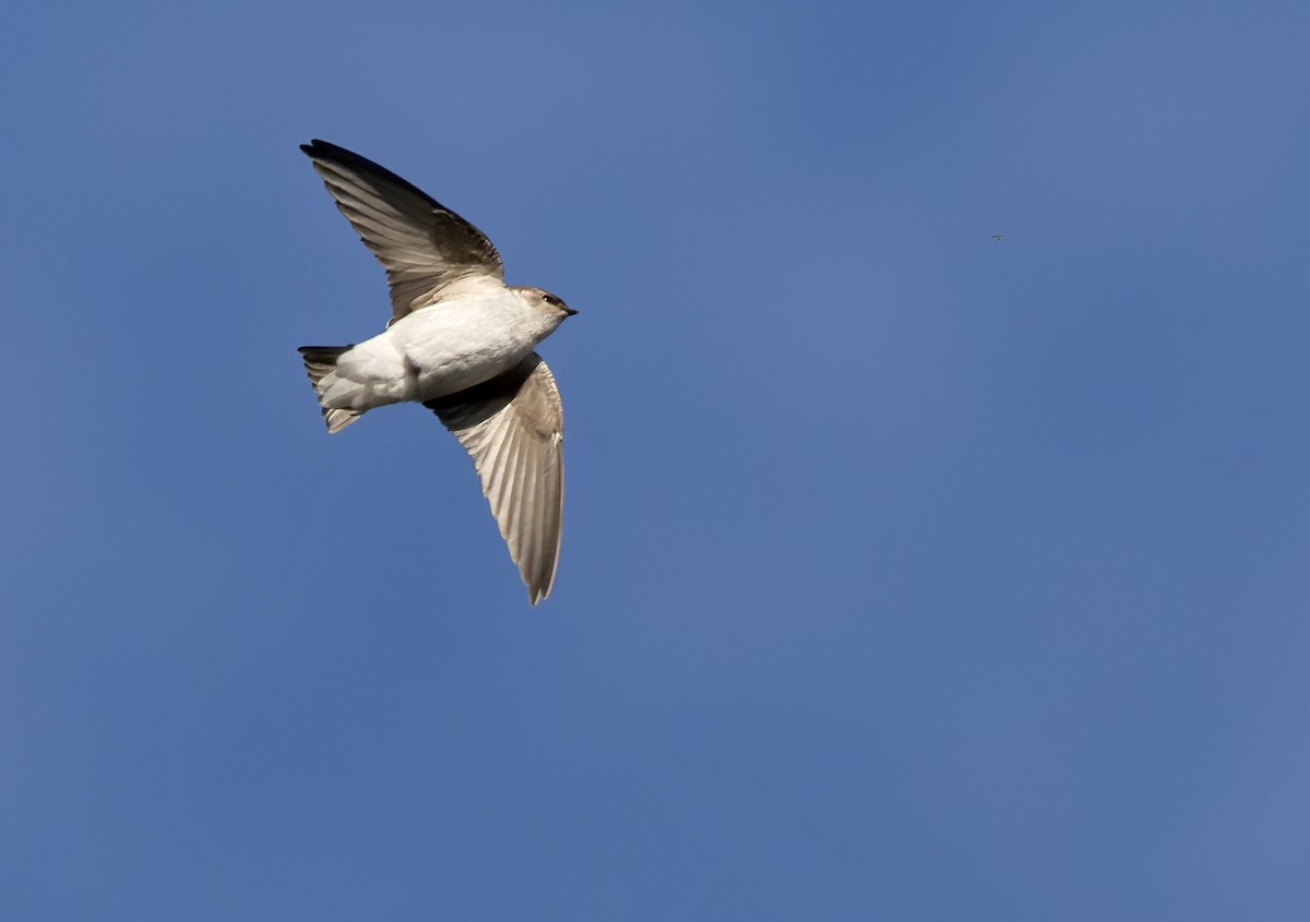 Violet-green Swallow - Lars Petersson | My World of Bird Photography