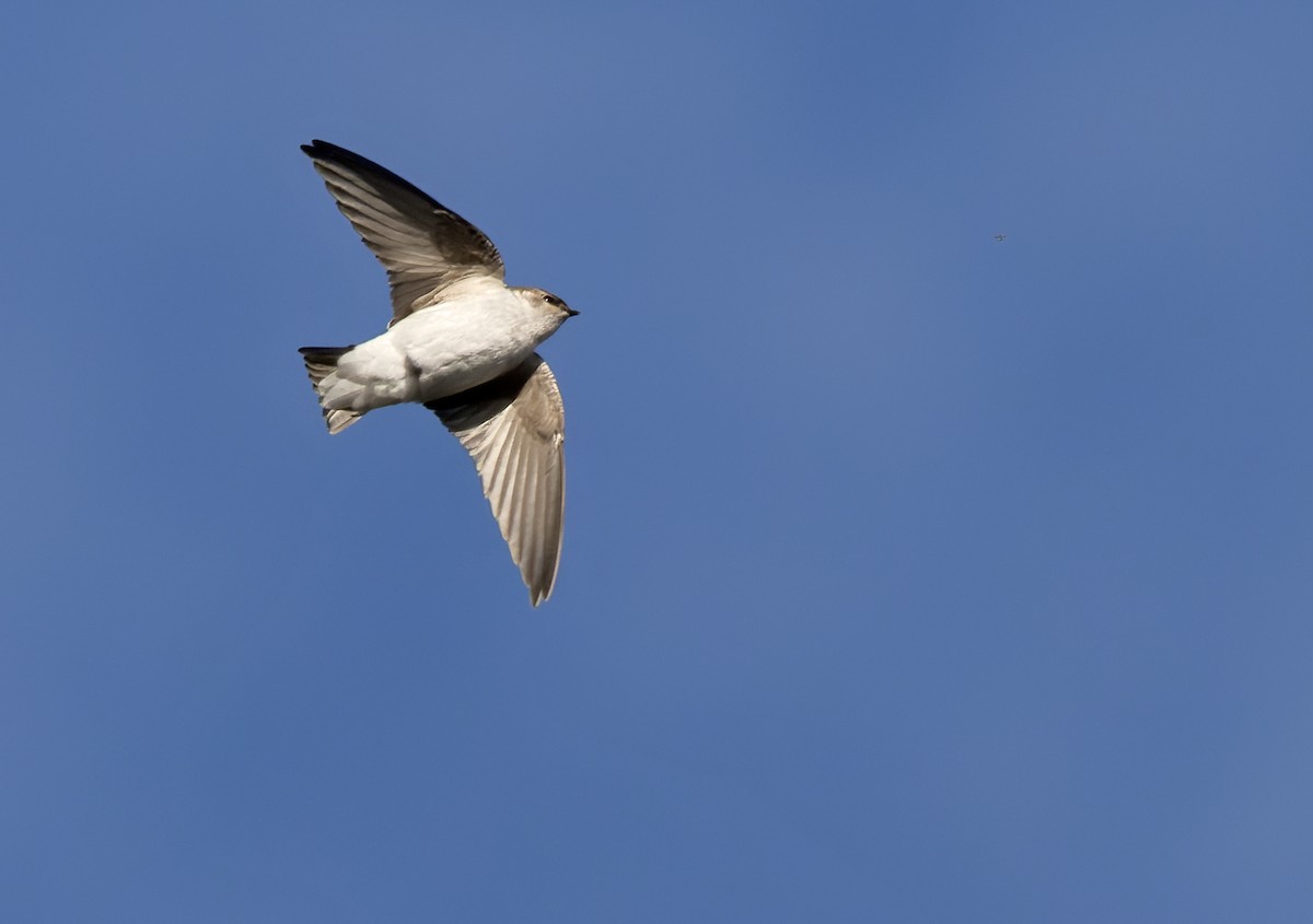 Hirondelle à face blanche - ML613130483
