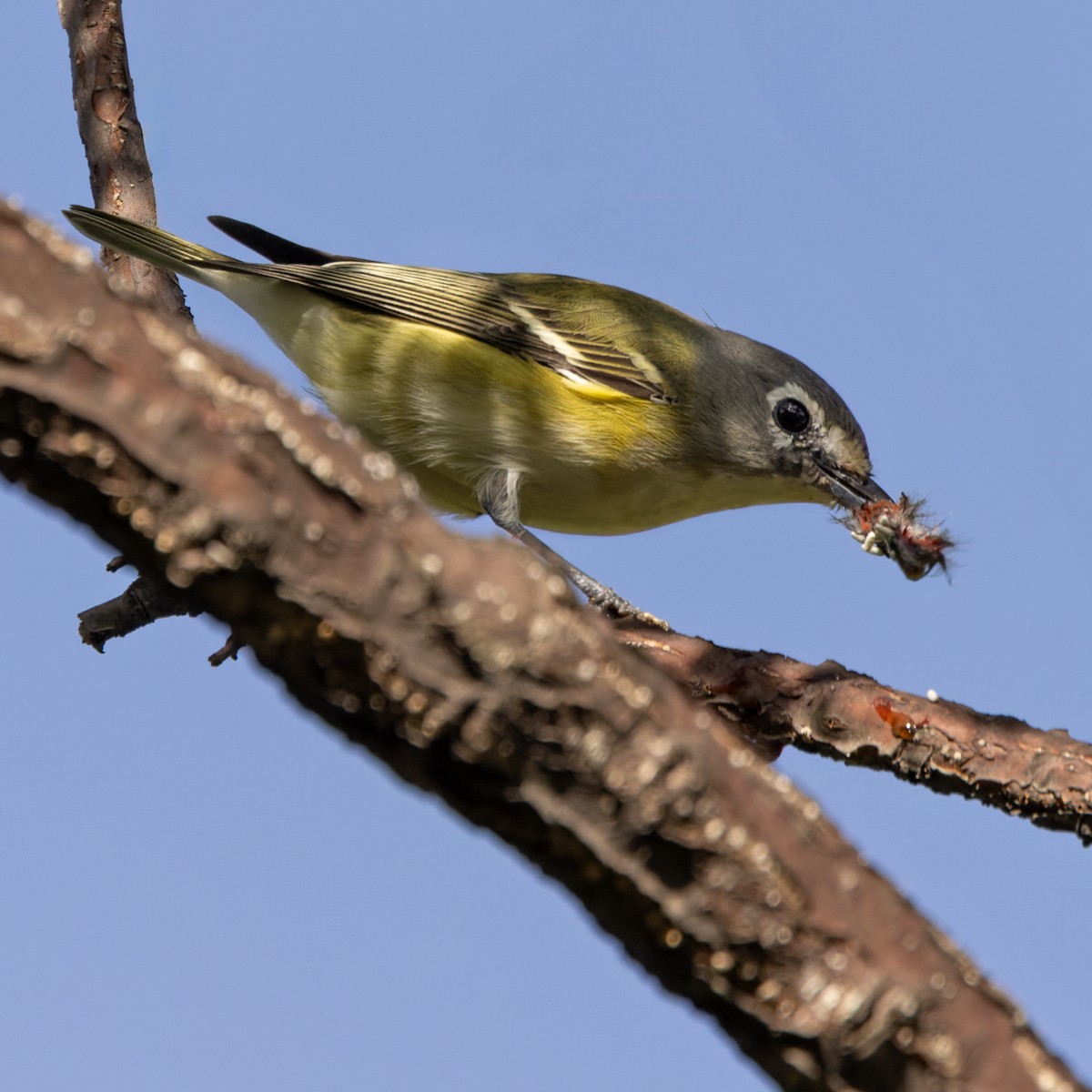 Blue-headed Vireo - ML613130487