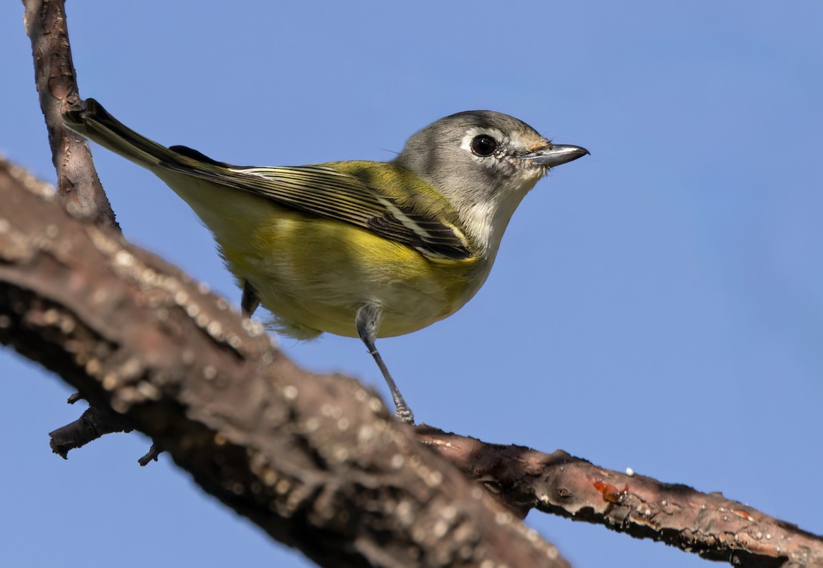 Blue-headed Vireo - ML613130488