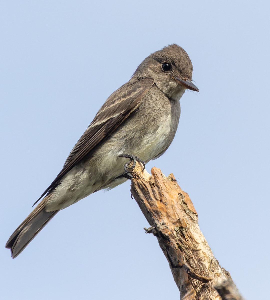 Northern Tropical Pewee - ML613130491