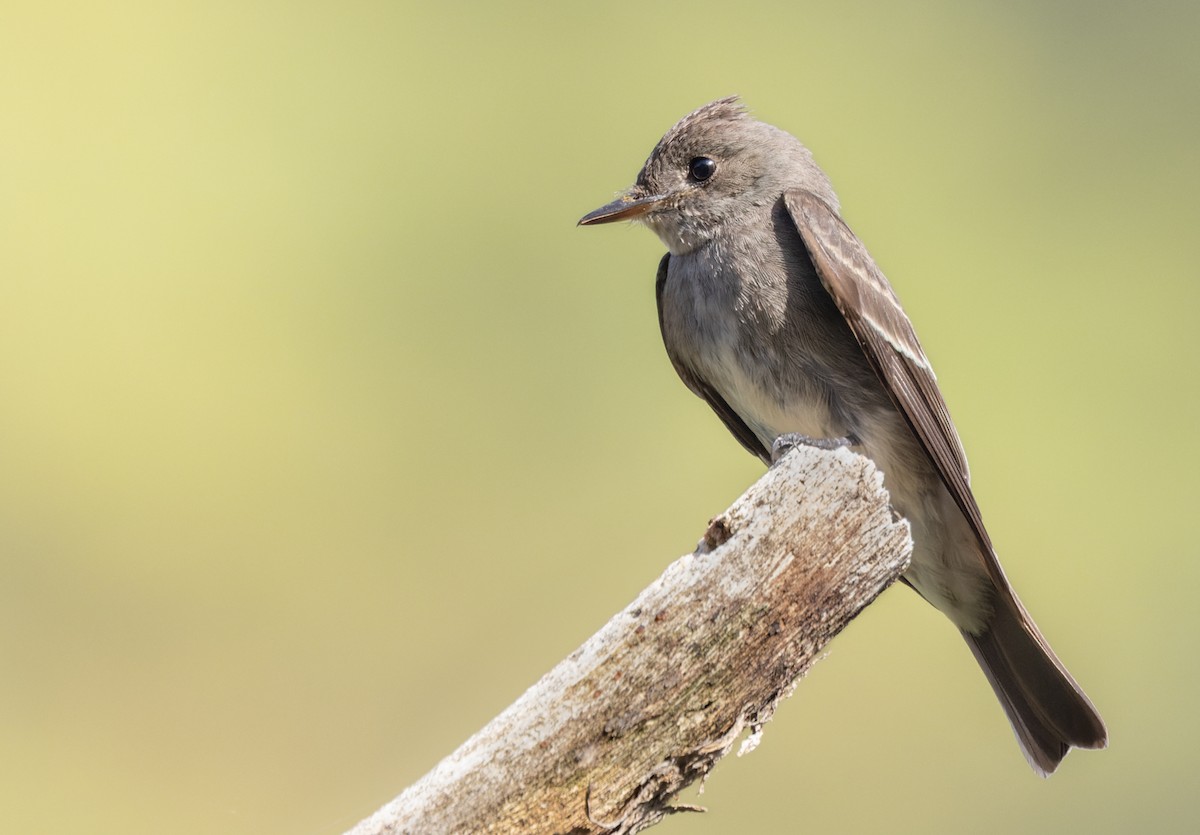 Northern Tropical Pewee - ML613130492